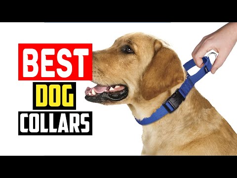 ✅Top 5 Best Dog Collars of 2024