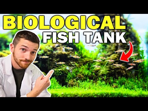 How I Biologically Enhance My Fish Tanks!