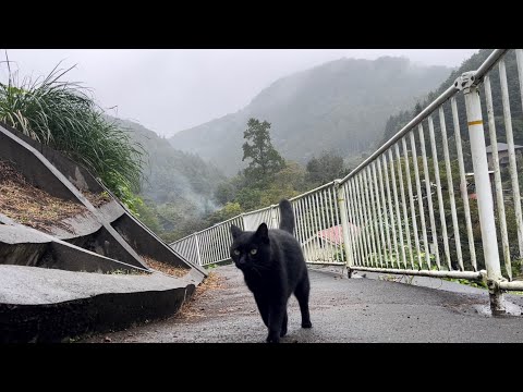 坂道で追いかけてくる黒ねこちゃん　No.７７３　２０２４年　１０月８日　８：００　のくろねこちゃん　black cat