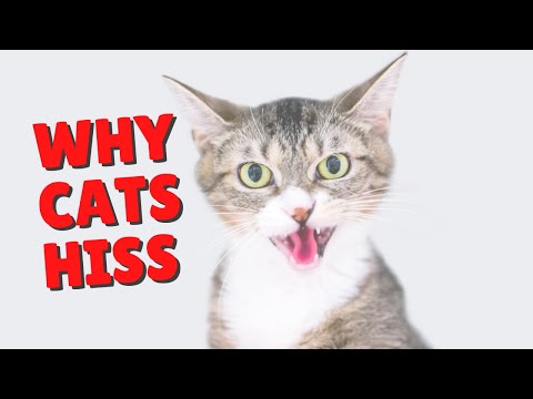 Why Cats Hiss | Two Crazy Cat Ladies #Shorts