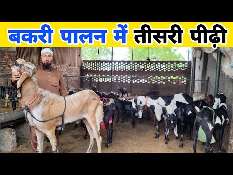 टॉप क्वालिटी बकरी की पहचान कैसे करें | Goat farming in Panjab