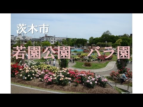 【Kansai Outing Spot】A rose garden of a young garden park