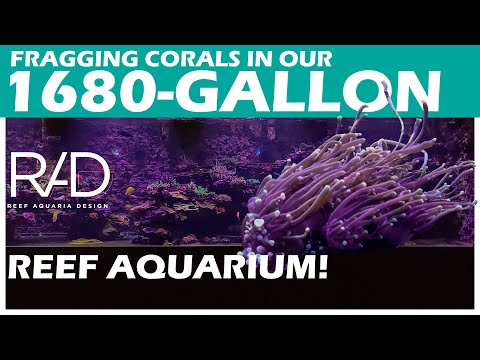 FRAGGING CORALS IN OUR 1680 GALLON SHOWROOM AQUARIUM BY REEF AQUARIA DESIGN