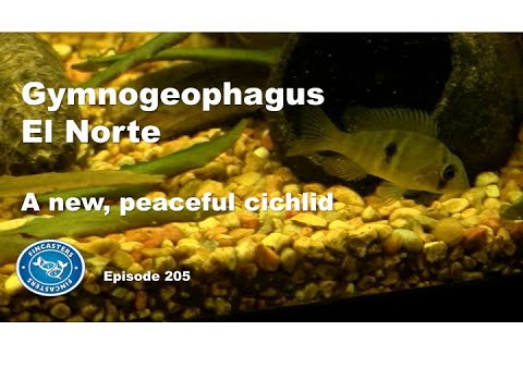 How to keep the Gymnogeophagus El Norte cichlid | Episode 205