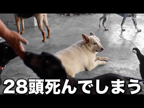 【マズイ】このままだと28頭も犬が死んでしまう...ピースワンコペットレスキューin台湾花蓮地震