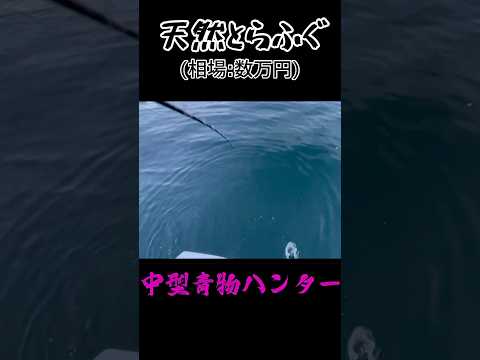 【千載一遇】時価数万円の魚がHITするが...