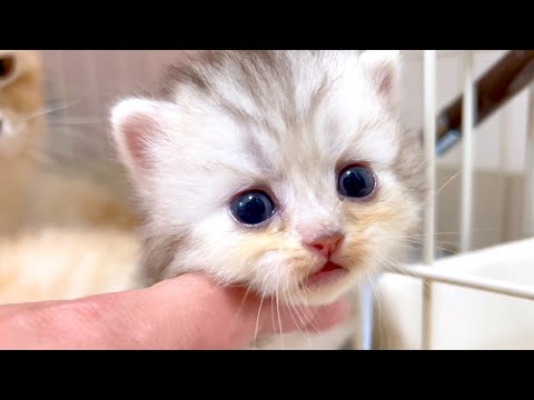 【マンチカンの子猫】暴れん坊がギャン泣きで脱走してくる件 ～猫のいる生活Vol.1047～出産動画 マンチカン短足・ミヌエット・ペルシャ猫専門ブリーダー『ペット蔵人』【子猫の成長記録】