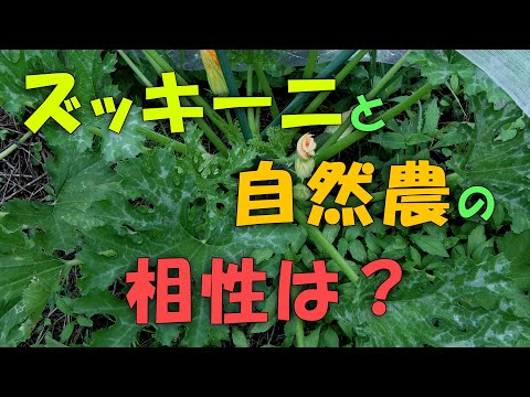 【ズッキーニ】ズッキーニと自然農の相性は？