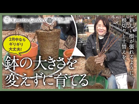 【バラの土替え】鉢の大きさを変えない土替え