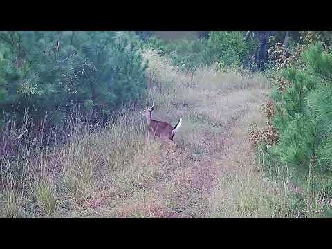 DEER HUNTING WITH DOGS!!! MISSED A FAST MOVER BUT GOT MEAT DOWN!!!