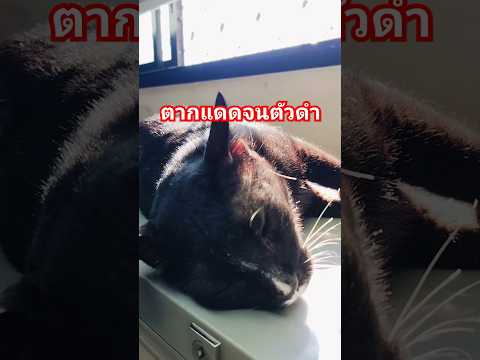 #ทาสเเมว  #cat  #สัตว์โลกน่ารัก