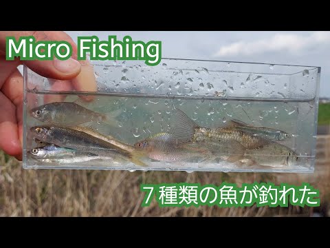 【Micro Fishing】春の水路で７種類の魚が釣れた！