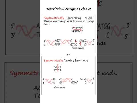 Restriction Enzyme Cleavage of DNA into Fragments #biotechnology #genetics #molecular biology