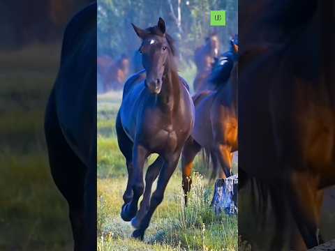 Wild hoses at peac #horses #wildhorses #nature #freedom #wow #shorts #reels #fypシ゚viral #fyp#best