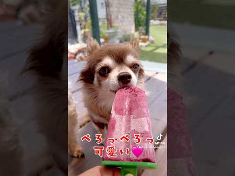 【犬のおやつ 無添加 手づくり】夏はやっぱアイスだね🐶🩷🐶【後編】 #可愛いわんこ #犬のいる暮らし #癒しワンコ #dog #いやしわんこ