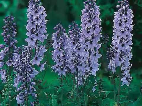 Get to Know Delphinium - Sun-Loving Plants