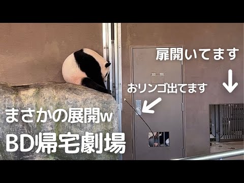 【爆笑w】7歳初日の帰宅劇も最高😂お誕生日のお姉さんパンダ 結浜🐼