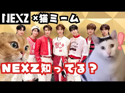 【NEXZ】爺もやってみたい！【猫ミーム】#NEXZ #猫ミーム #jyp #넥스지