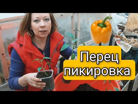 ПИКИРОВКА РАССАДЫ ПЕРЦА без ошибок | Светлана Самойлова