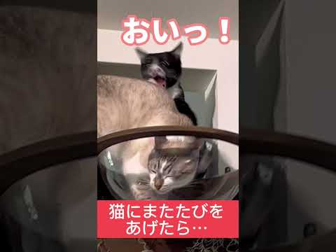 猫にまたたびをあげたら… #cat #またたび #shorts