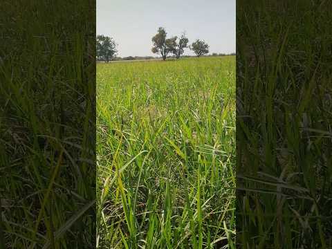 Cultivating  Sugarcane 22 February 2024 ..