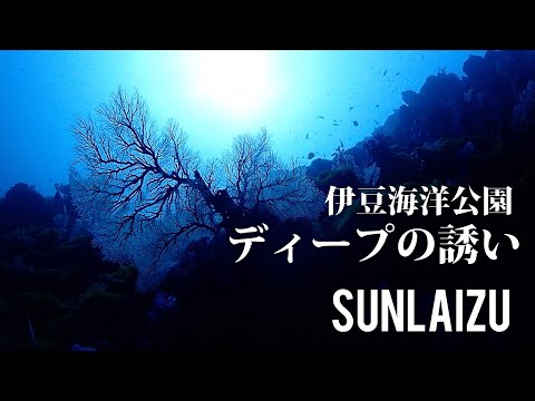 【伊豆海洋公園ディープの誘い】海洋公園のディープダイビングは竜宮城のようだ