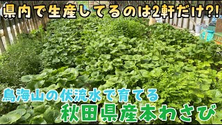 【秋田で起業】秋田県産本わさびを求めてにかほ市へ！採れたて本ワサビを鋼鮫で食す！秋田市の比内地鶏焼鳥専門店ソリレスで扱う本ワサビをご紹介します！