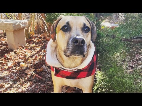 Black Mouth Cur playing in the Backyard 🎾🎉🐾🐕