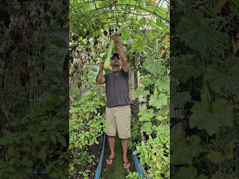 The Largest Rampicante Zucchini I Have Ever Grown, The Weight Shocked Me💯🤯 || DHBG