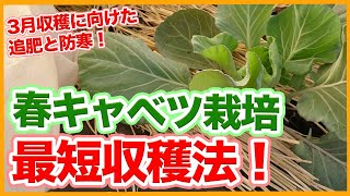 Tips for harvesting spring cabbage quickly for March from a Japanese farmer !