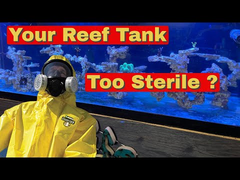 Forget Bare Bottom Aquariums (Use Live Rock Or Live Sand In Your Reef Tank)