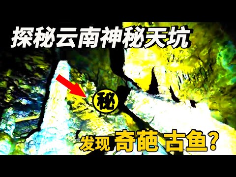 探秘雲南神秘天坑，小夥索降100公尺豎井，天坑底部發現紅色娃娃魚