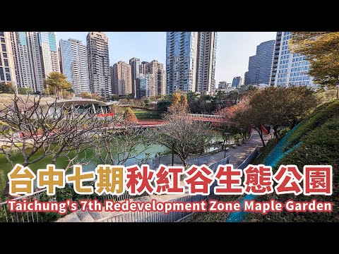 台中七期 秋紅谷 (秋紅谷景觀生態公園) 白天晚上都美 Taichung's 7th Redevelopment Zone Maple Garden｜都市之肺｜秋紅谷廣場｜黑天鵝｜朝馬｜Taiwan