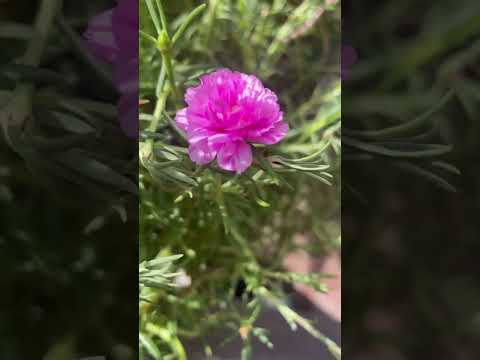 Colourful portulaca flowers ❤️ #song #music #shortvideos #recipe #suratifoodie