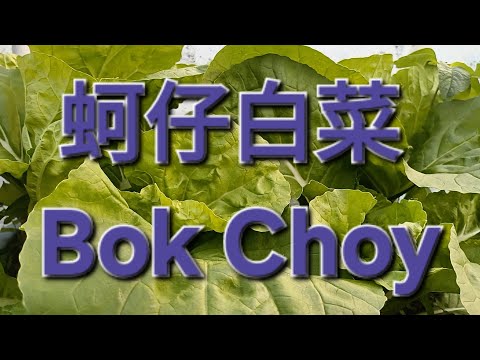 蚵仔白菜 Bok Choy