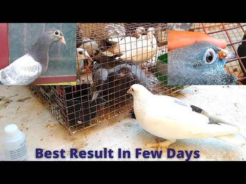 How to cure Pigeon Pox | Best medicine for pigeon pox in Tamil | Good Result | Pet Pigeon