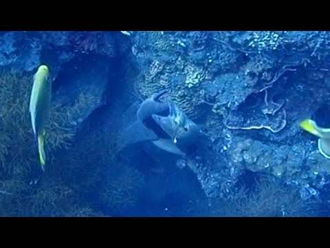 [ウツボの喧嘩] 久しぶりに大興奮 w⁠(⁠°⁠ｏ⁠°⁠)⁠w  Moray fighting with Moray in tulamben Bali