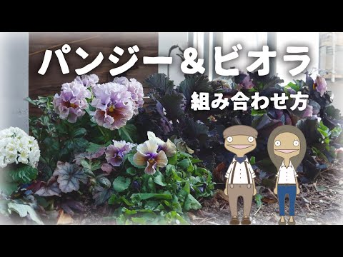 【パンジー&ビオラ】おしゃれに飾る 組み合わせ方のコツ | 🔰特徴と育て方 | 植物編-89