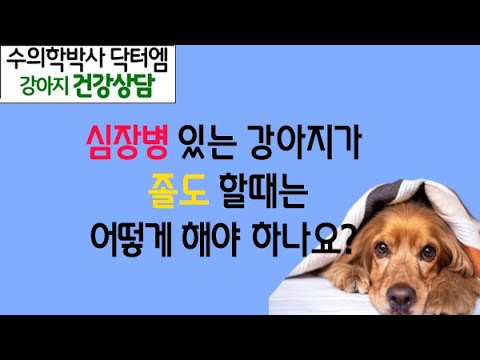 심장병이 있는 강아지 졸도 대처방법 -수의학박사 닥터엠의 강아지 119