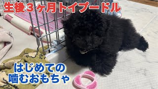 【子犬 トイプードル】３ヶ月のトイプードルモコにデンタルトイを買ってみた！ ＃黒プー ＃多頭飼い