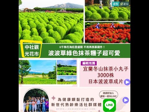 台中后里中社觀光花市｜6公頃花海365天皆有花！波波草/鬱金香/炮仗花/紫色鼠尾草/向日葵/荷花/睡蓮，置身歐式庭園當網美