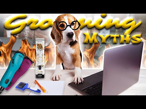 Don't make these Dog grooming mistakes