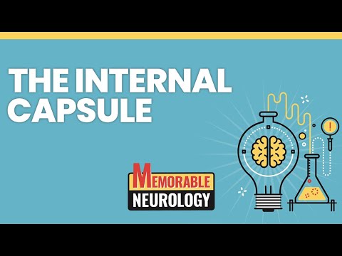 Internal Capsule Mnemonics (Memorable Neurology Lecture 5)