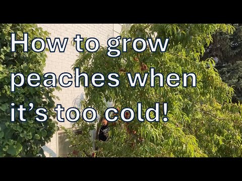 How to grow peaches when its too cold for them || HUGE HARVEST