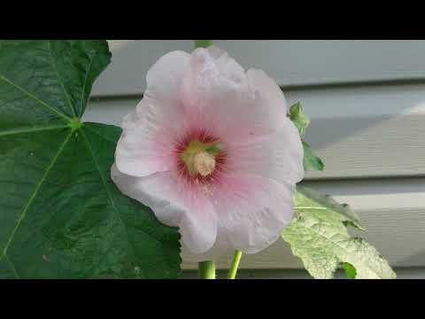 A Feast on Flowers  - Manitoulin Island