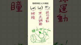 動眼神経の機能の語呂合わせ～20秒で国試対策～