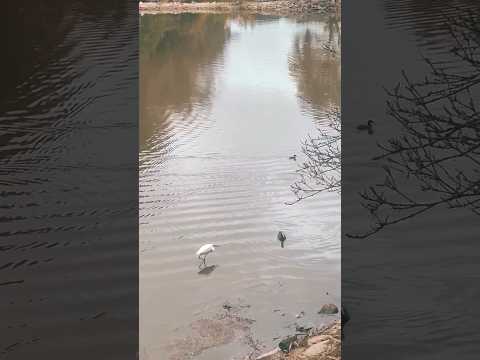 #birds 🐦🐦#trending #viral #shortsfeed #ytshorts #tamil #bangalore #shorts #lake #family