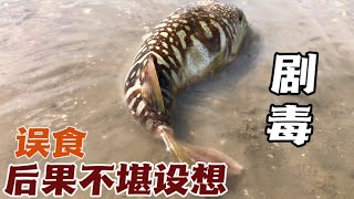 （Wandering into a poisonous fish nest by mistake）誤闖毒魚窩//阿廣趕海誤闖毒魚窩，這魚肉質鮮嫩卻身含劇毒，誤食後果不堪設想