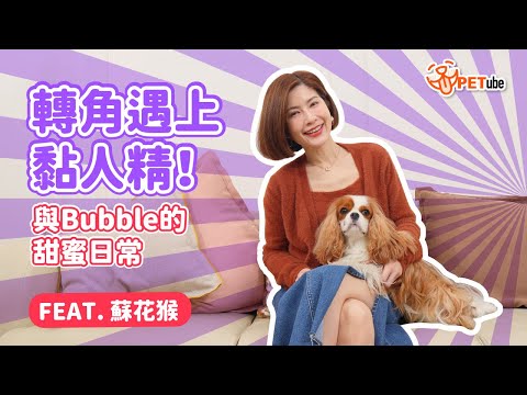 轉角遇上黏人精！ 與Bubble的甜蜜日常FEAT. 蘇花猴【封面故事】｜#哈寵PETube 第228集