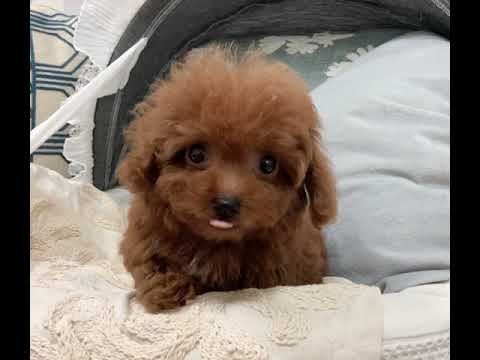 Teacup Poodle - Nyla